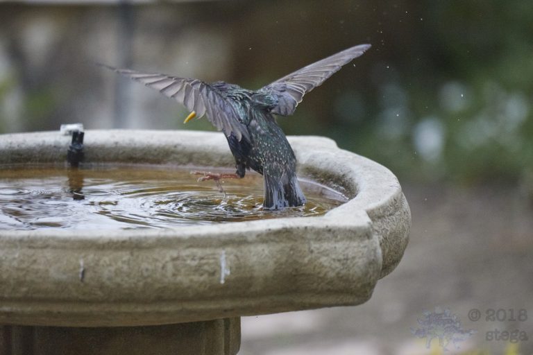 Old School Week: European Starling