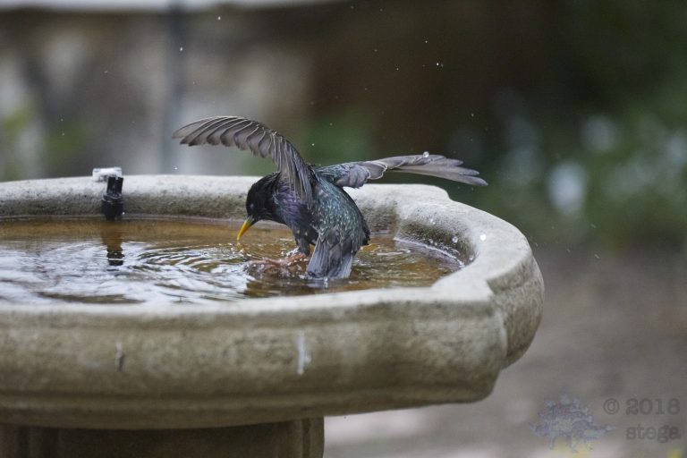 European Starling (with a gamy leg) 3 images