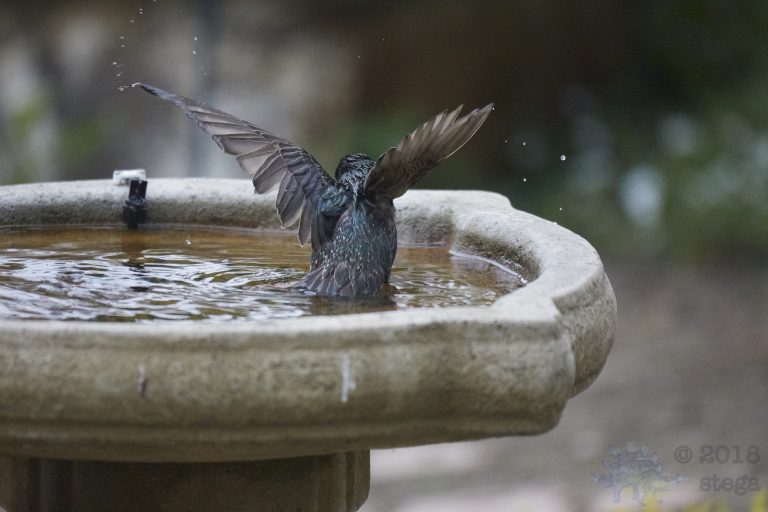 Old School Week: European Starling