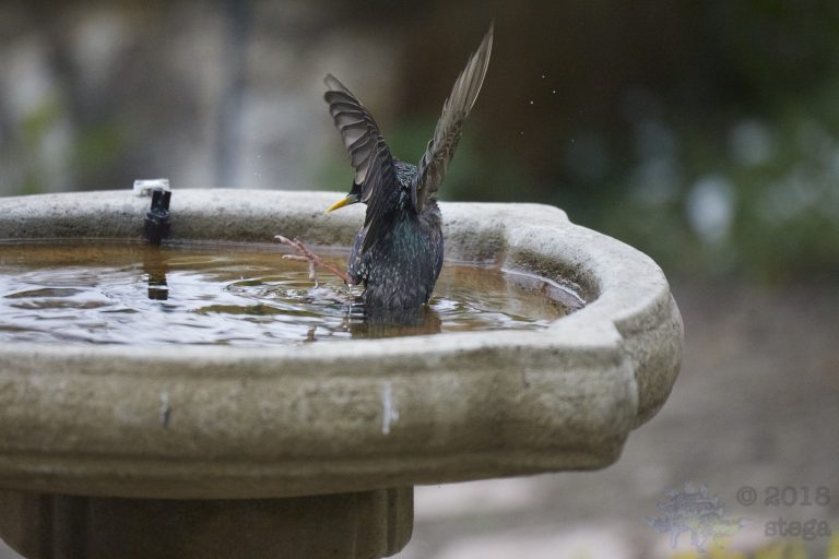 Old School Week: European Starling