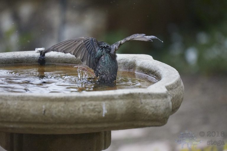 Old School Week: European Starling