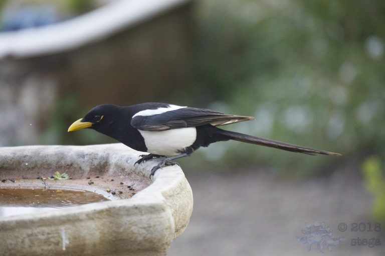 Yellow-billed Magpie