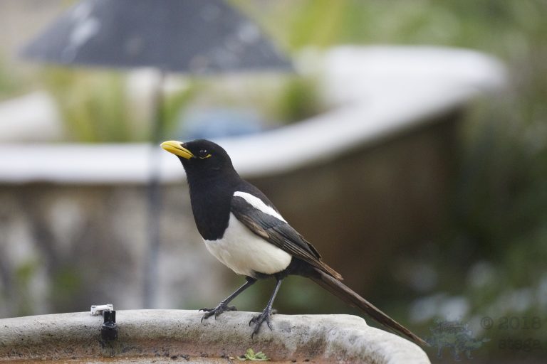 Yellow-billed Magpie