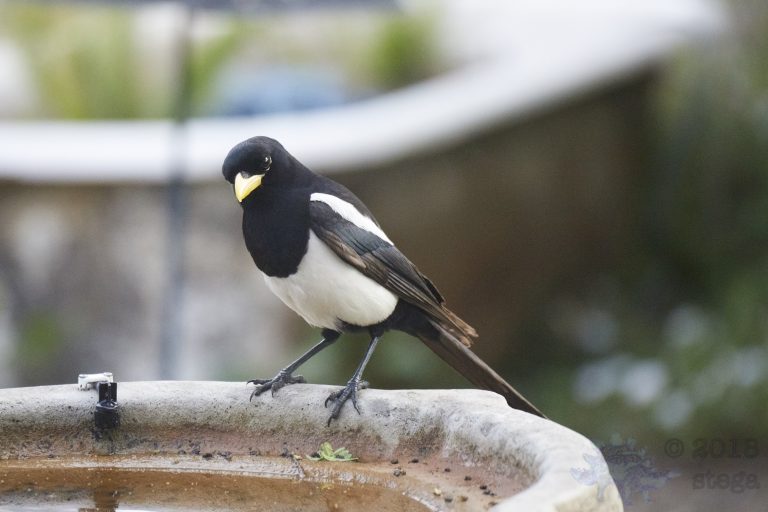 Yellow-billed Magpie