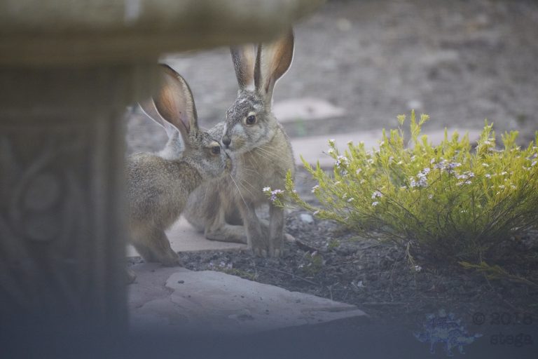 Sunday Night Bonus Young Hares