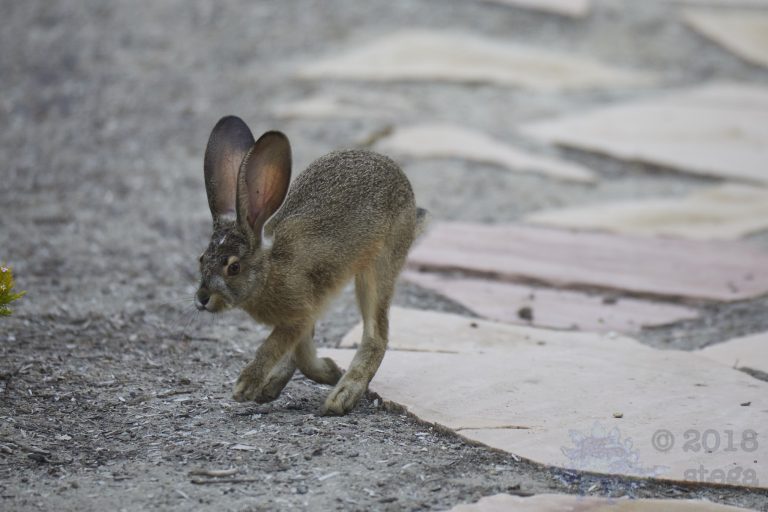 Old School Week:  Hare