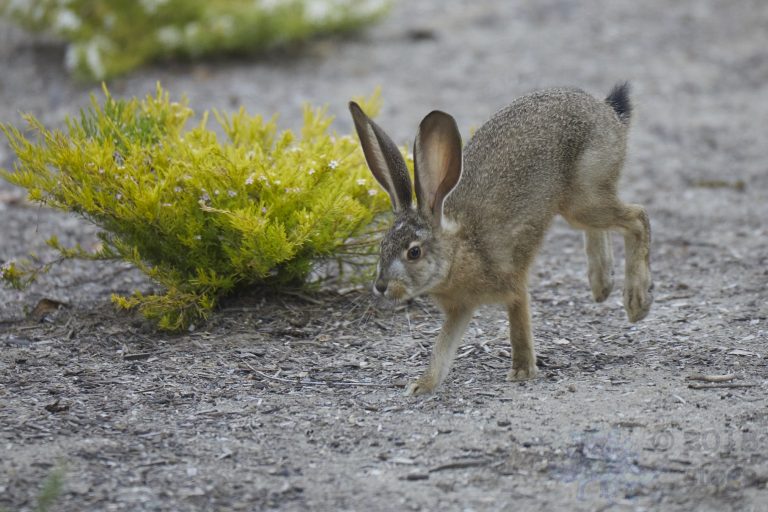 Old School Week: Hare