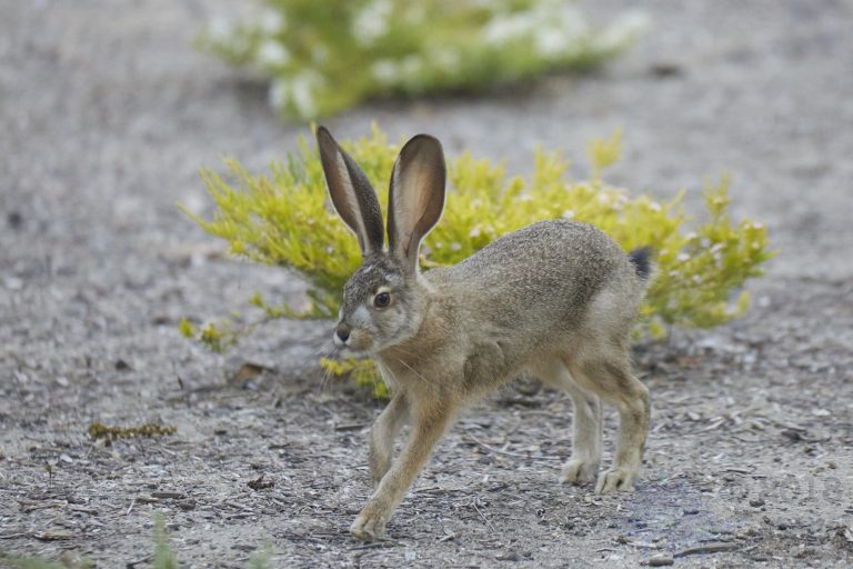 Old School Week: Hare