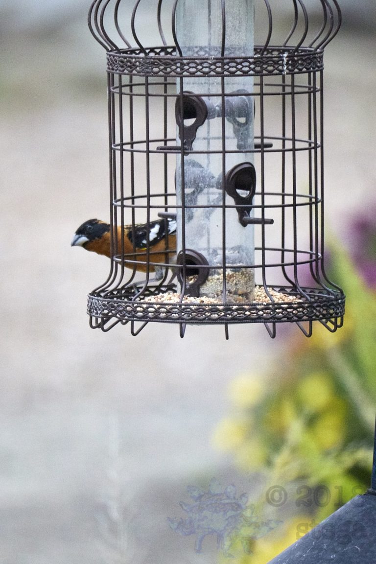 Sunday Night Bonus Black-headed Grosbeak