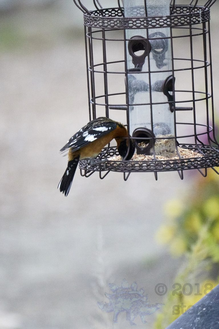 Old School Week: Black-headed Grosbeak