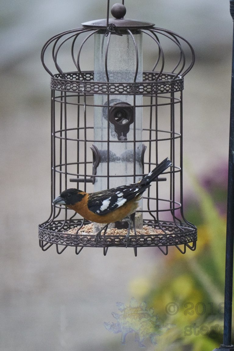 Old School Week: Black-headed Grosbeak