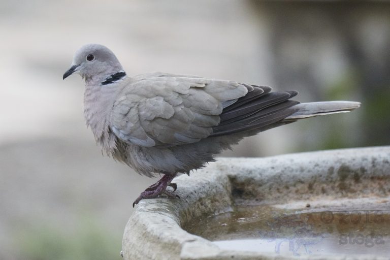 Old School Week: Mourning Dove