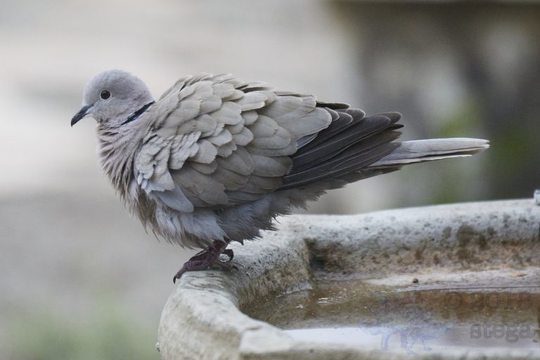 Sunday Night Bonus  Eurasian Collared Dove