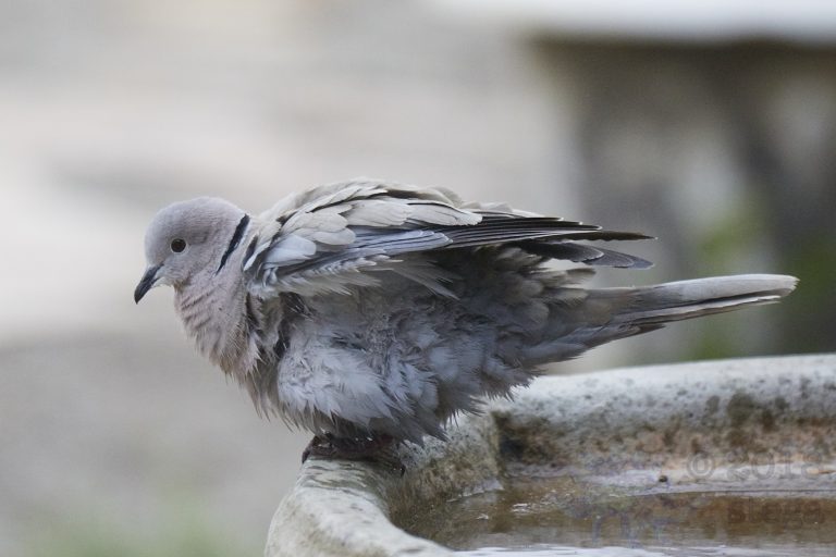 Old School Week: Mourning Dove