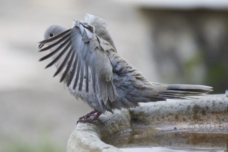 Old School Week: Mourning Dove