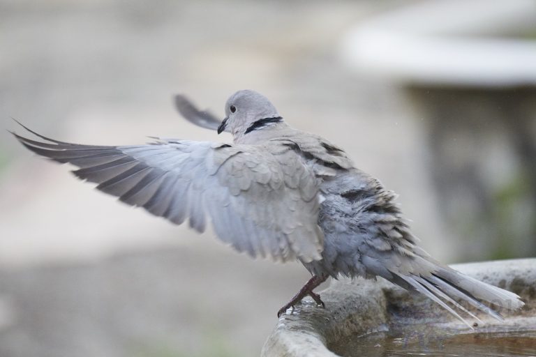 Old School Week: Mourning Dove