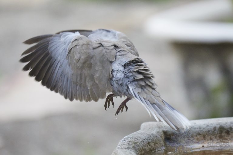 Old School Week: Mourning Dove
