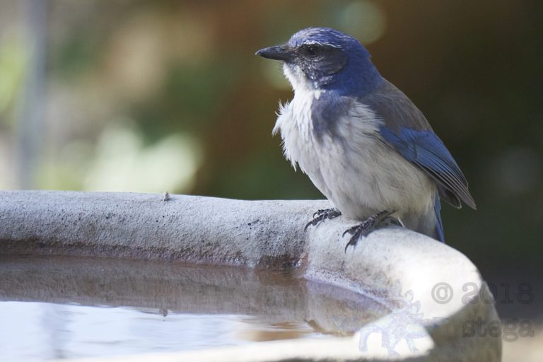 California Scrub Jay
