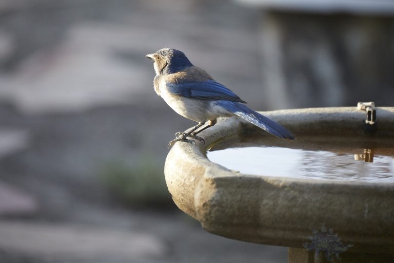 California Scrub Jay