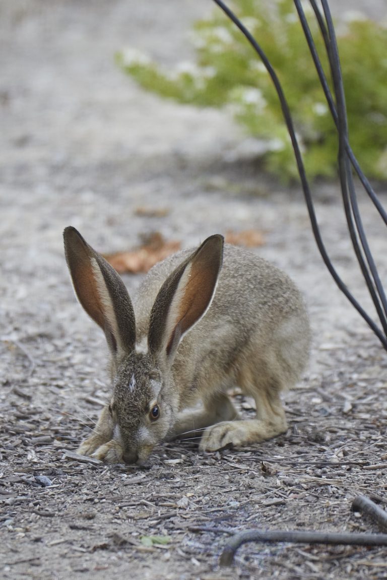 Western Hare