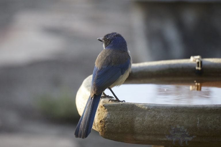 California Scrub Jay