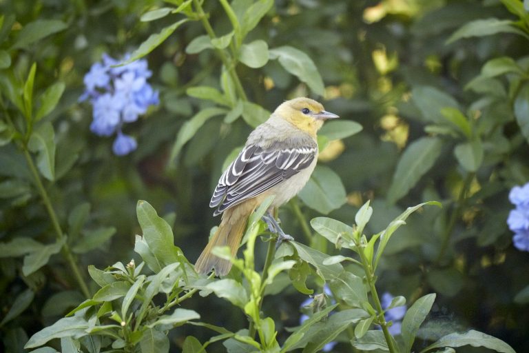 Hooded Oriole