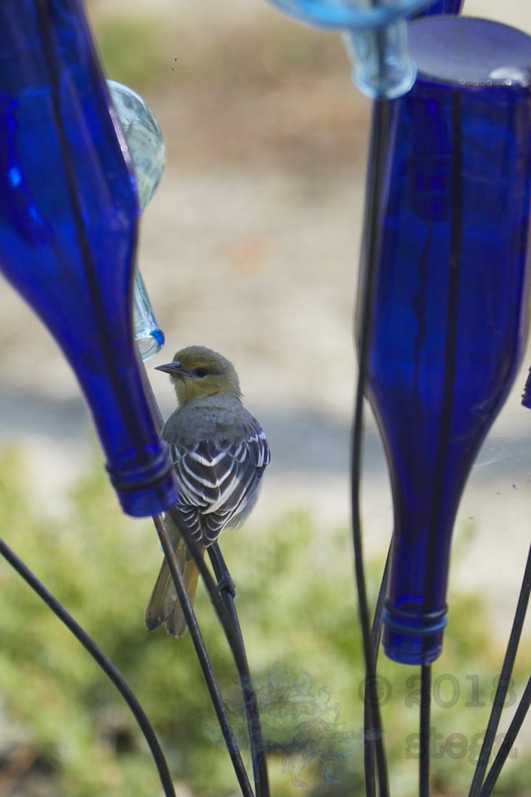 Hooded Oriole