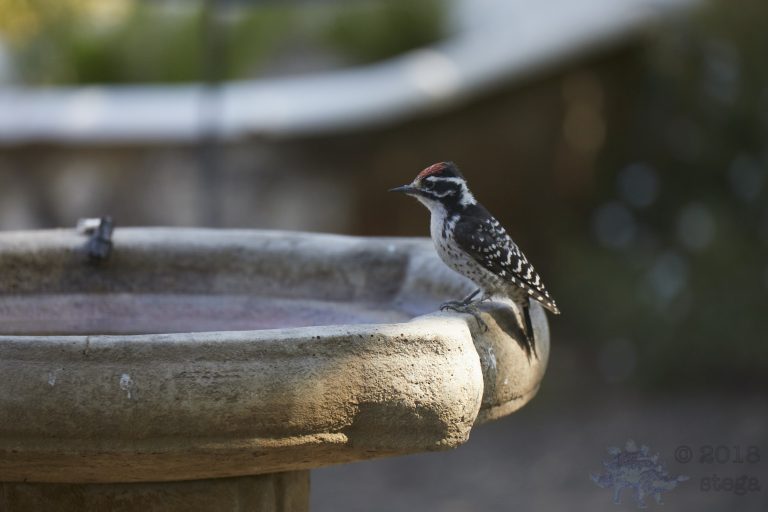 Nuttall’s Woodpecker
