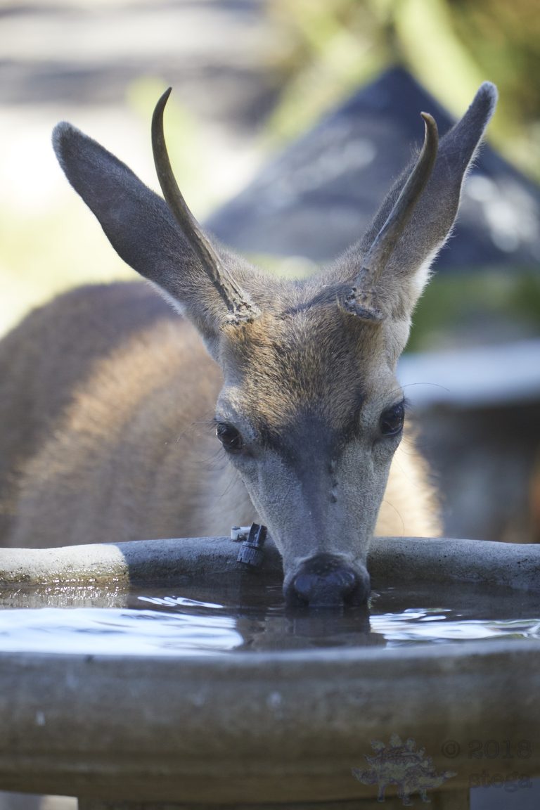 Mule Deer