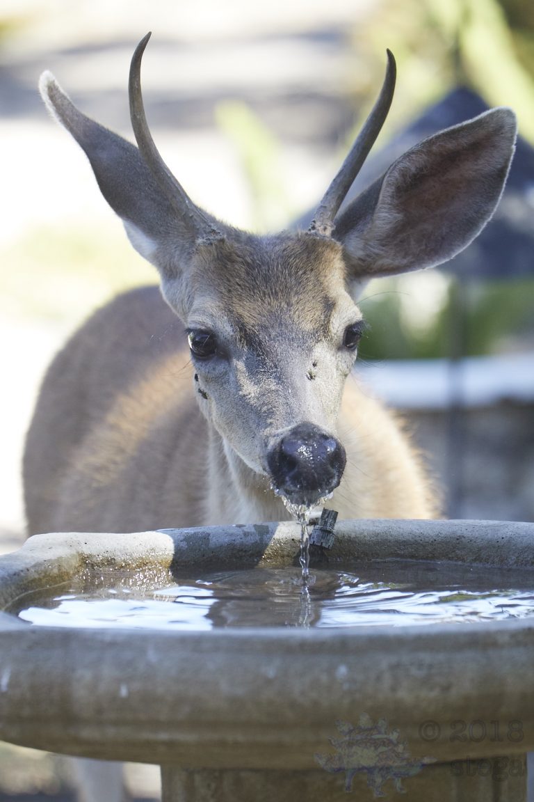 Mule Deer