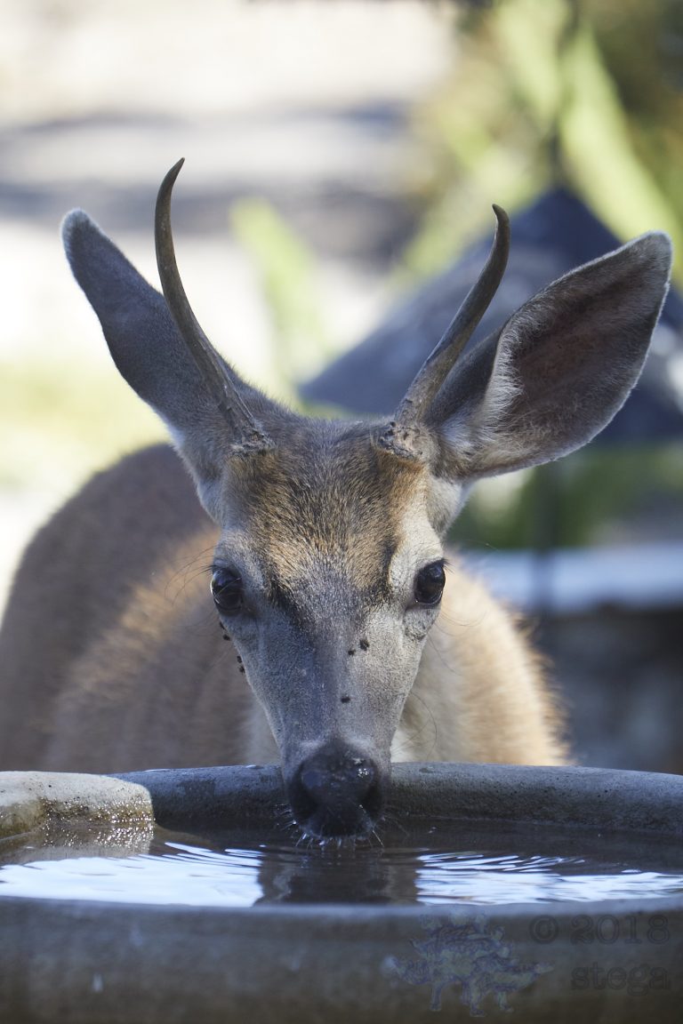 Thirsty Deer