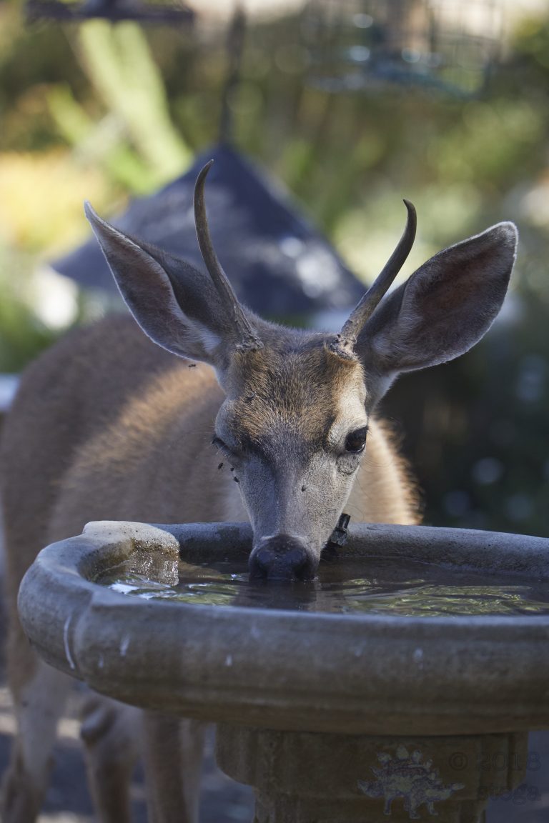 Mule Deer with flies
