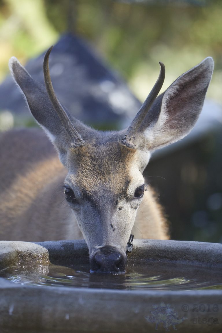 Mule Deer