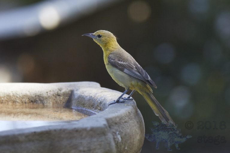 Hooded Oriole