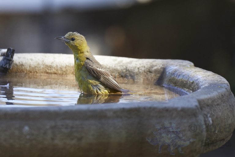 Hooded Oriole