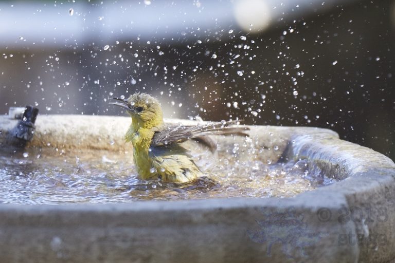 Hooded Oriole
