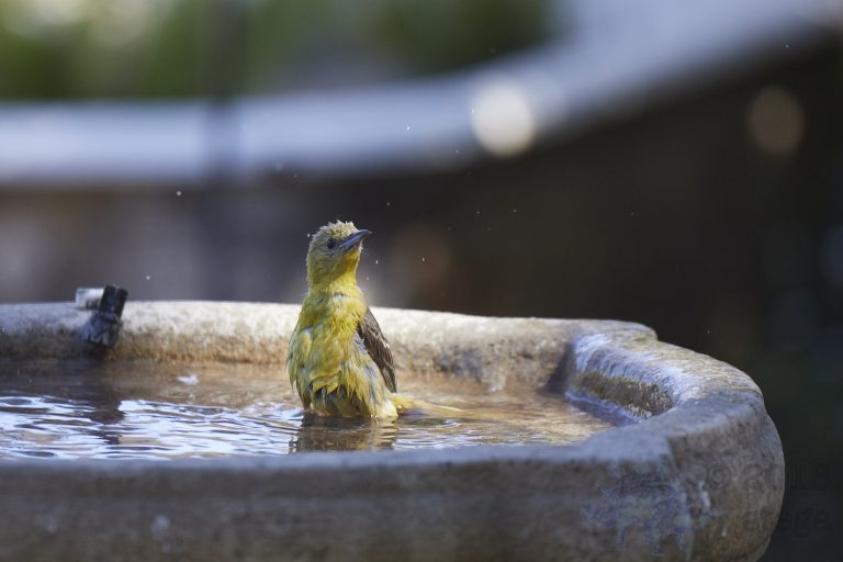 Hooded Oriole