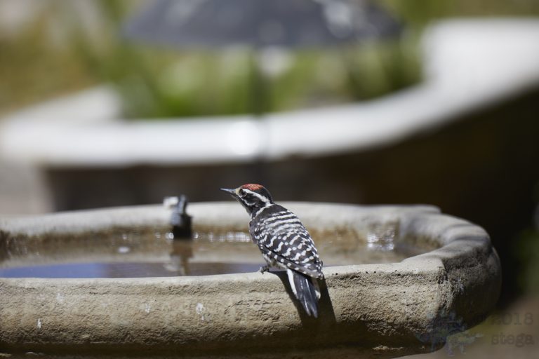 Nuttall’s Woodpecker