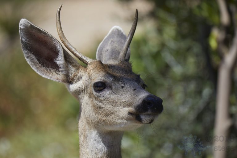 Mule Deer