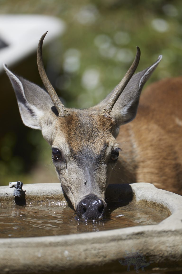 Mule Deer