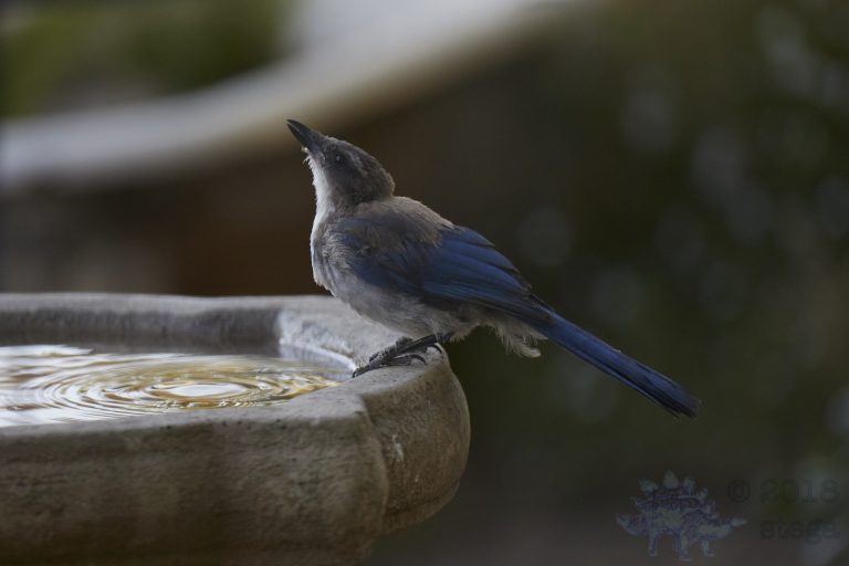 Young California Scrub Jay
