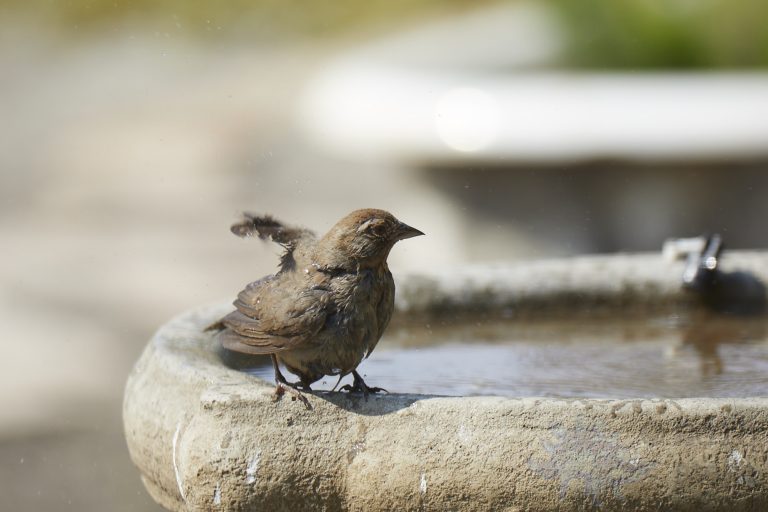 California Towhee
