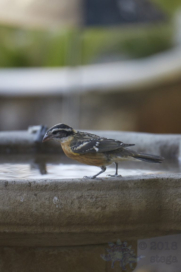 Black-headed Grosbeak