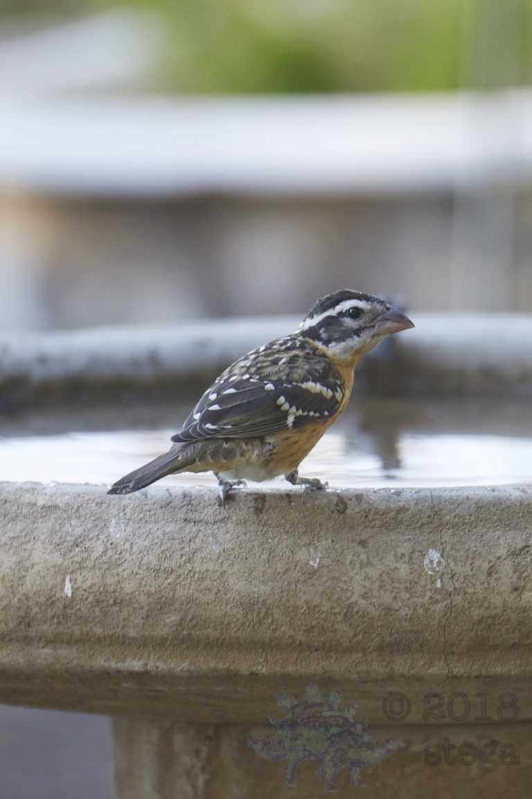 Black-headed Grosbeak