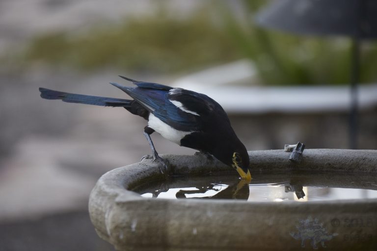 Yellow-billed Magpie