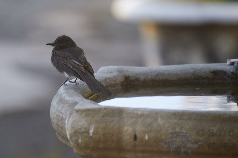Black Phoebe