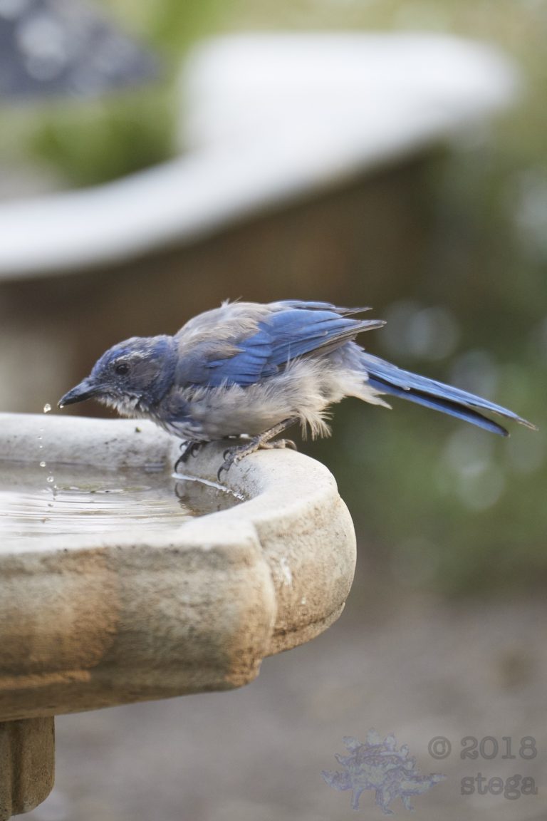 California Scrub Jay