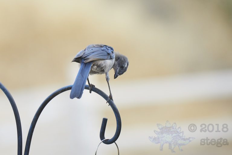 Young California Scrub Jay
