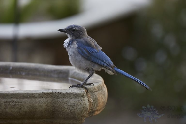 California Scrub Jay Week (2/36)