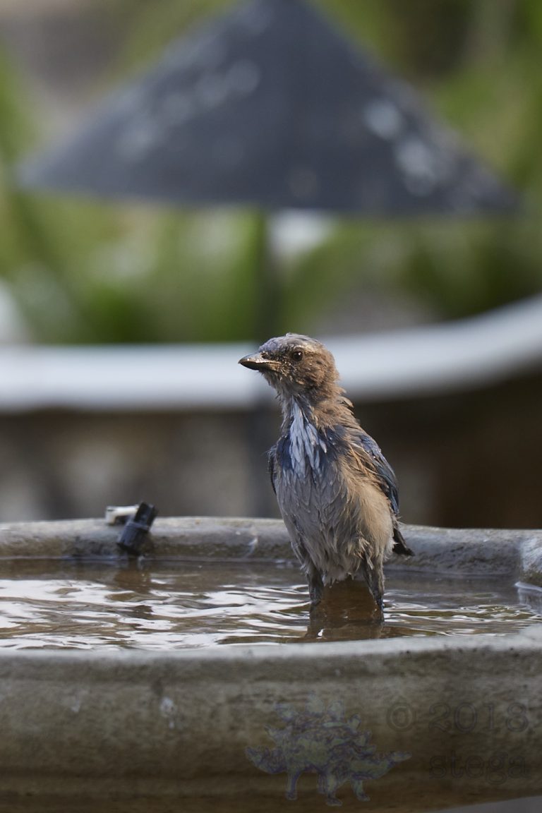 Sodden California Scrub Jay